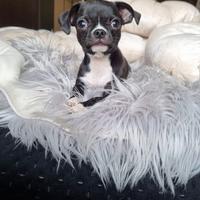 Chihuahua maschietto