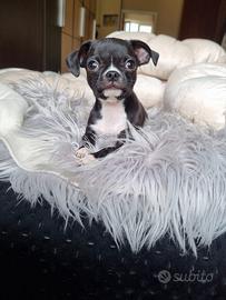 Chihuahua maschietto