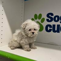 Maltese " mini mini toy " disponibili