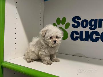 Maltese " mini mini toy " disponibili
