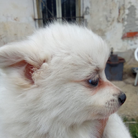 Cucciolo di volpino splitz tedesco di Pomerania