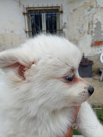 Cucciolo di volpino splitz tedesco di Pomerania