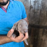 Cuccioli di Weimaraner