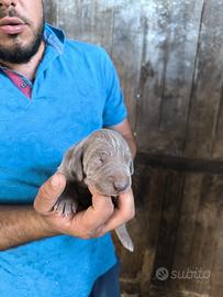 Cuccioli di Weimaraner