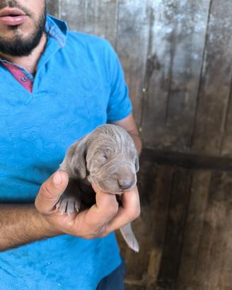 Cuccioli di Weimaraner