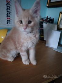 Gattine Maine coon