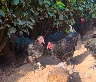 gallo australorp