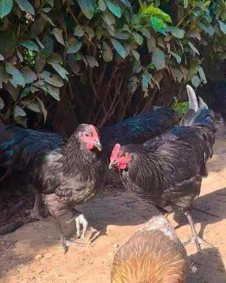 gallo australorp