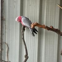 Cacatua roseicapilla femmina