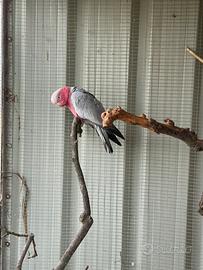 Cacatua roseicapilla femmina