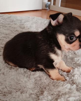 Chihuahua pedigree ENCI