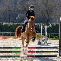 Super cavallo ungherese per salto ostacoli