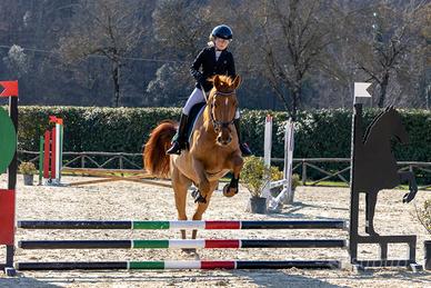 Super cavallo ungherese per salto ostacoli