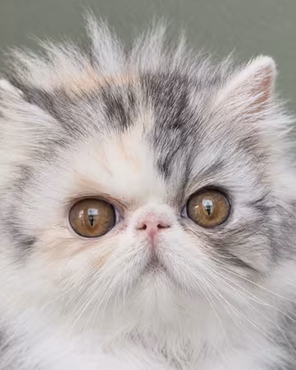 Gatti persiani cuccioli a