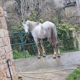 Castrone purosangue arabo