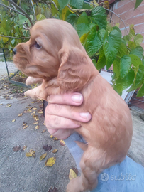 Cocker Spaniel Inglese Cuccioli