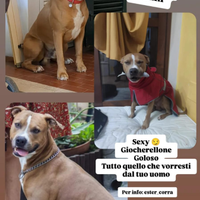 Argo, pittbull maschio 5 anni