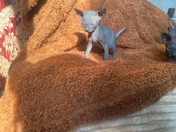 Gatti Sphynx cuccioli