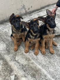 Disponibili cuccioli di pastore tedesco