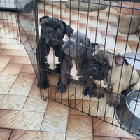 American bully esotic