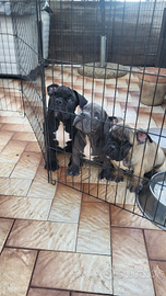 American bully esotic