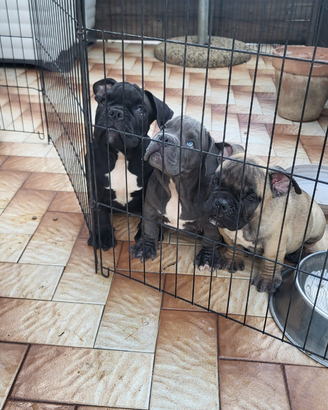 American bully esotic