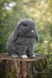 Coniglio minilop libretto sanitario