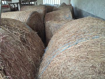 fieno in rotoballe 