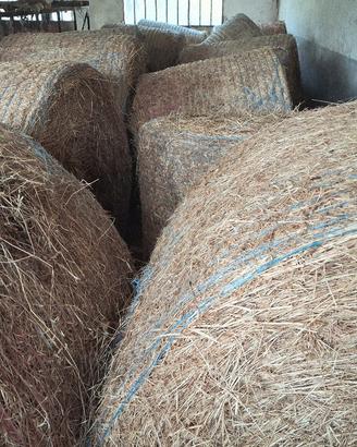 fieno in rotoballe 