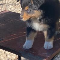 Cuccioli Pastore Australiano