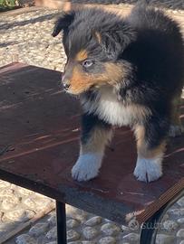Cuccioli Pastore Australiano