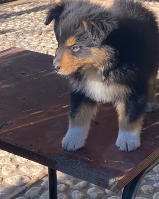 Cuccioli Pastore Australiano