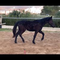 Cavallo puledro Murgese