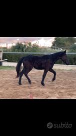 Cavallo puledro Murgese