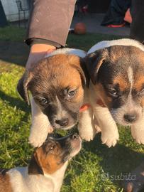 Cuccioli jack russel