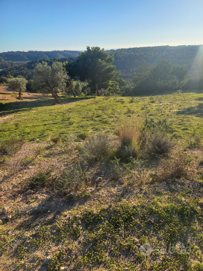 Terreno con uliveto - Vista 3