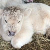 Mucche vitelli tori Higland