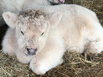 Mucche vitelli tori Higland