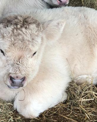 Mucche vitelli tori Higland