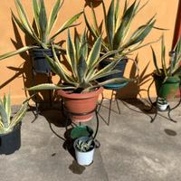 Piante di Agave