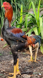 Galline Combattente Malese