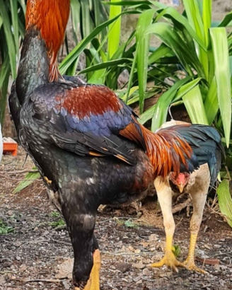 Galline Combattente Malese