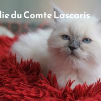 NATALIE gattina razza ragdoll con pedigree