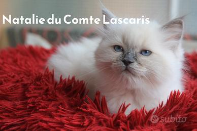 NATALIE gattina razza ragdoll con pedigree