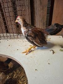 Gallinelle