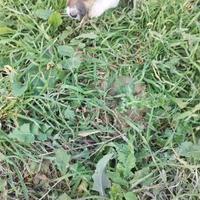 Cuccioli Jack Russell con PEDIGREE