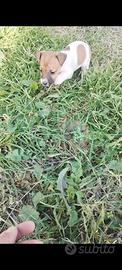 Cuccioli Jack Russell con PEDIGREE