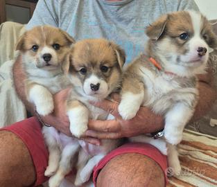 Cuccioli Welsh Corgi Pembroke