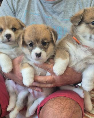 Cuccioli Welsh Corgi Pembroke