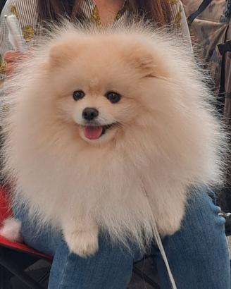 Spitz toy per accoppiamento monta pluri premiato